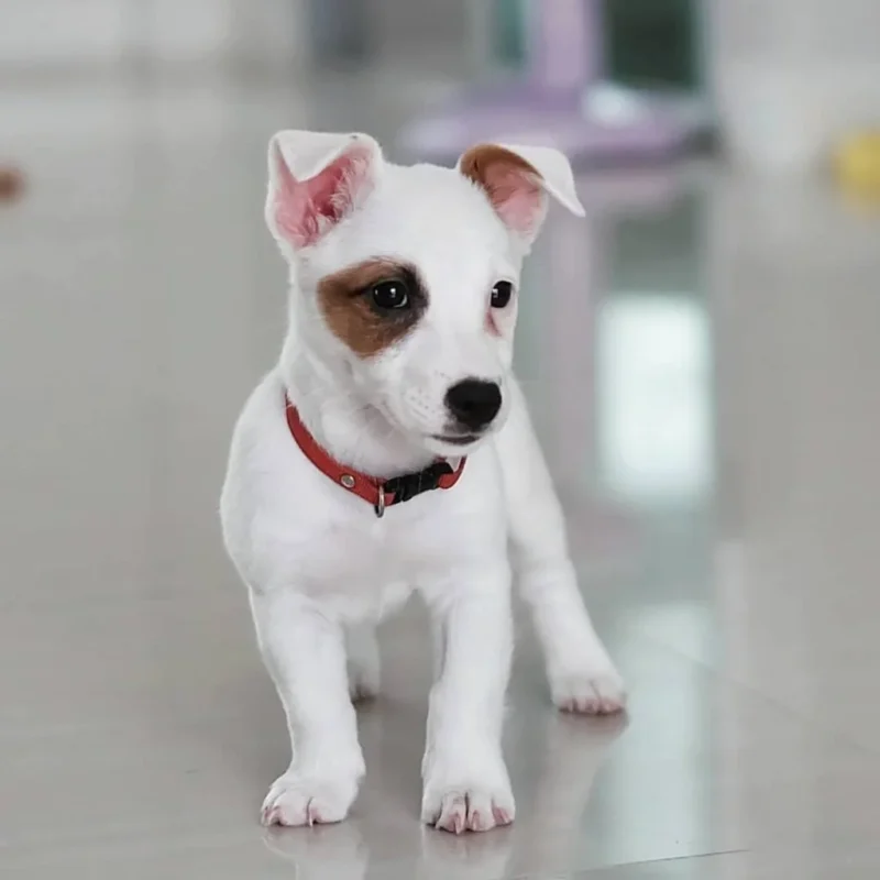 Jack Russell Puppies For Sale